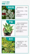 家里植物总是养不活？3句话告诉你30种植物该怎么养